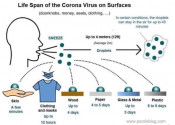 Corona Virus Lifespan